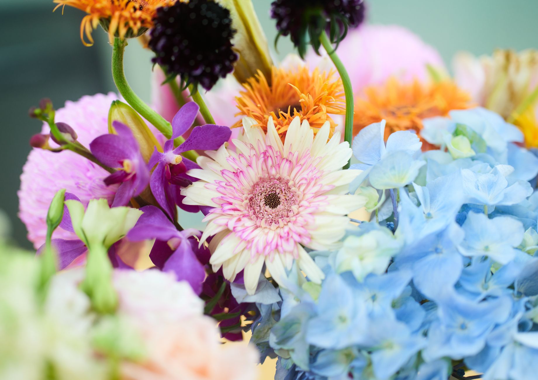 A colourful arrangement of gerbera daisies, hydrangeas and orchids in full bloom.