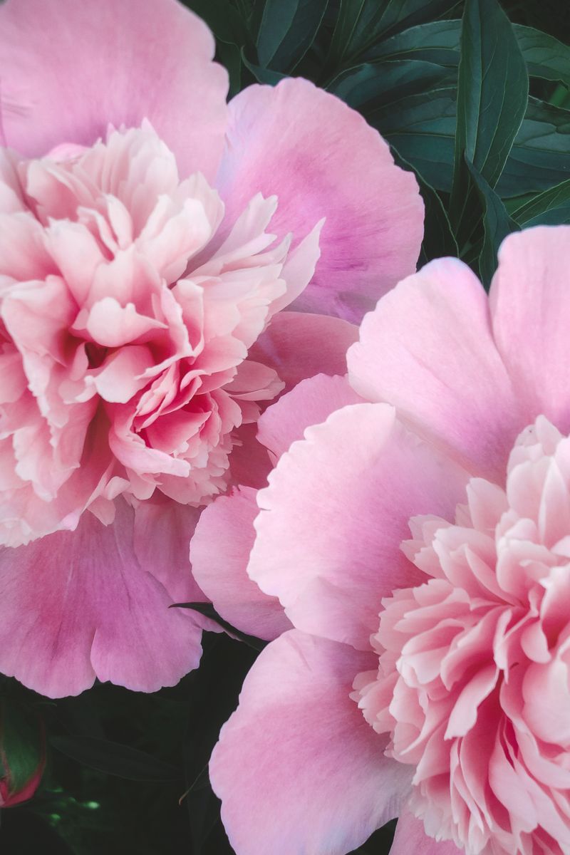 Delicate pink peonies in full bloom with lush green leaves.