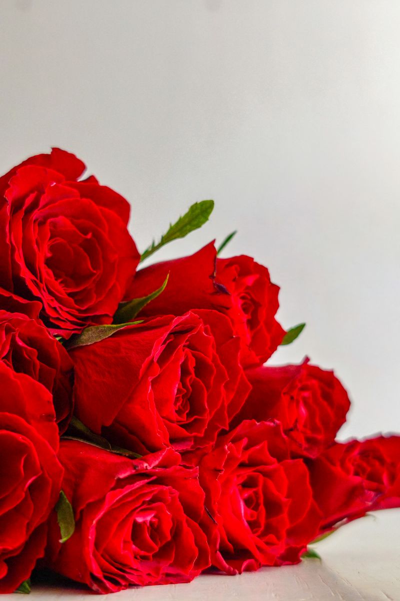 A bouquet of red roses on a clean white backdrop.