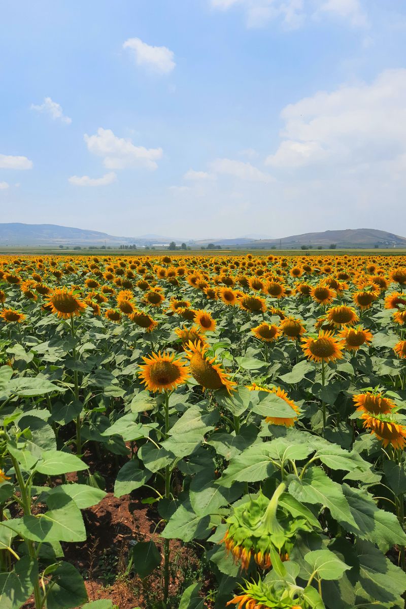 Expansive sunflower field under a clear blue sky, showcasing nature's beauty and vibrant colors.